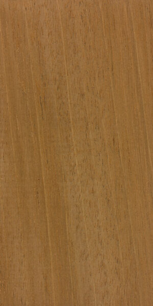 Mahogany wood sample